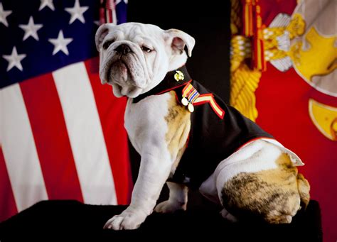 marine corps names for dogs.